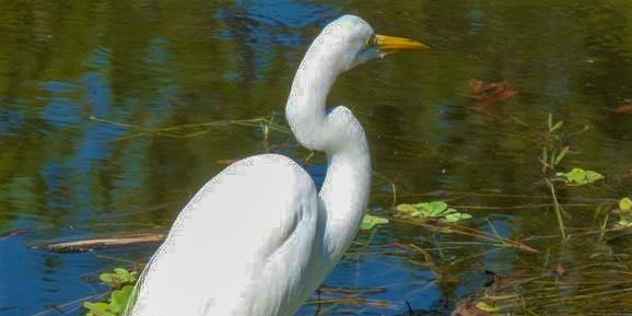 Egret