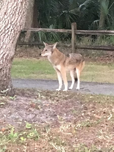 Coyote