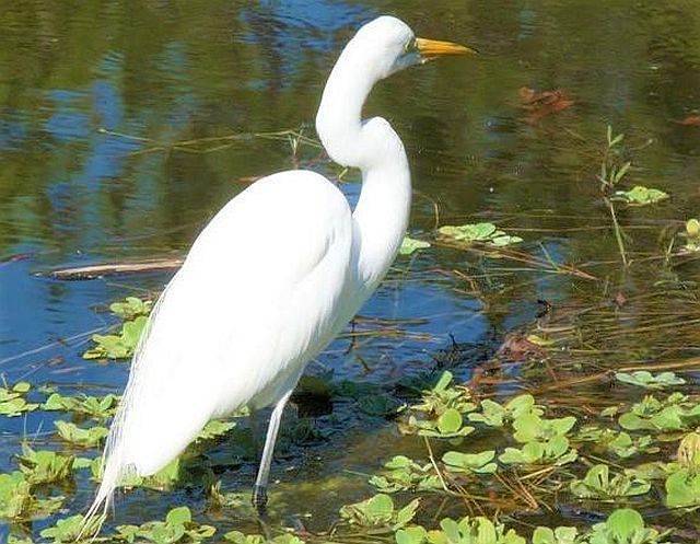 Egret